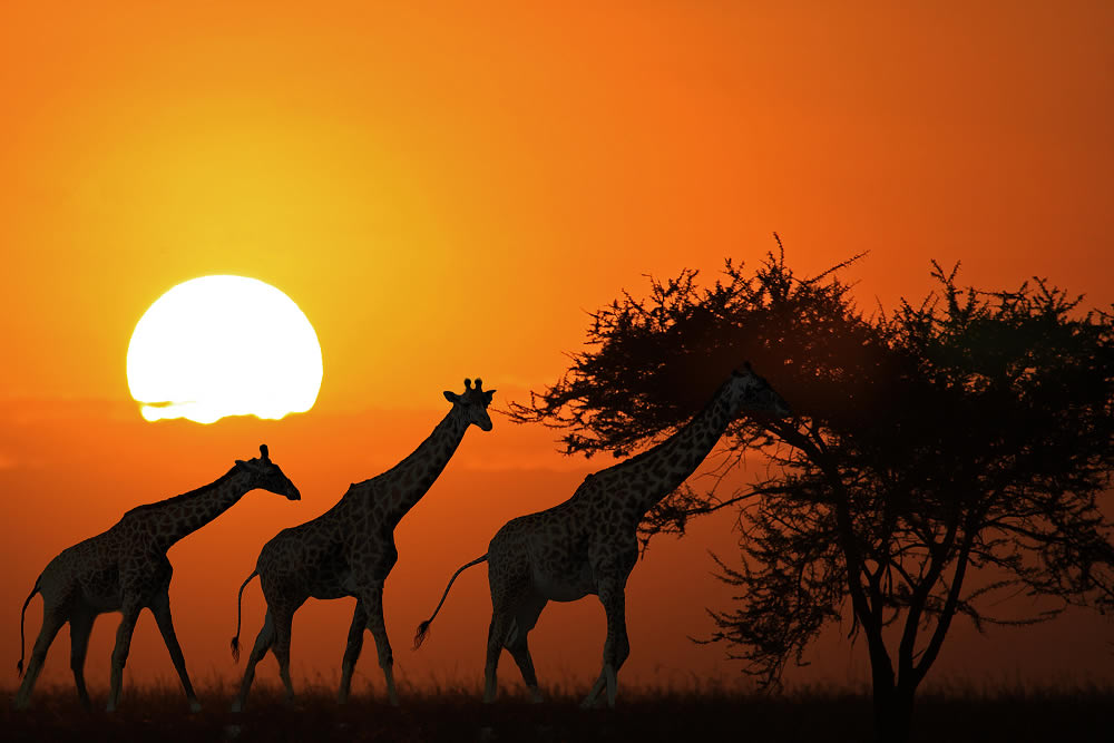 4 Day Serengeti Safari Tanzania