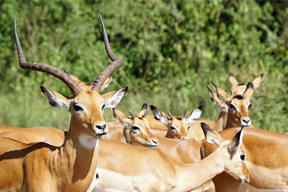 2 Day Akagera National Park Safari