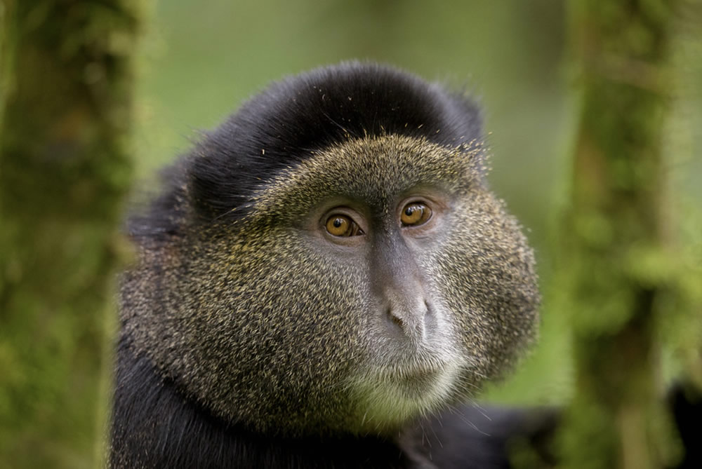 2 Day Golden Monkey & Gorilla Experience